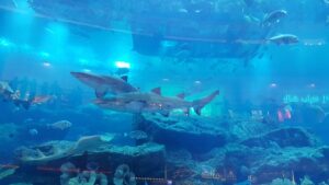 Dubai Mall Aquarium: Get up Close with Spectacular Sea Life