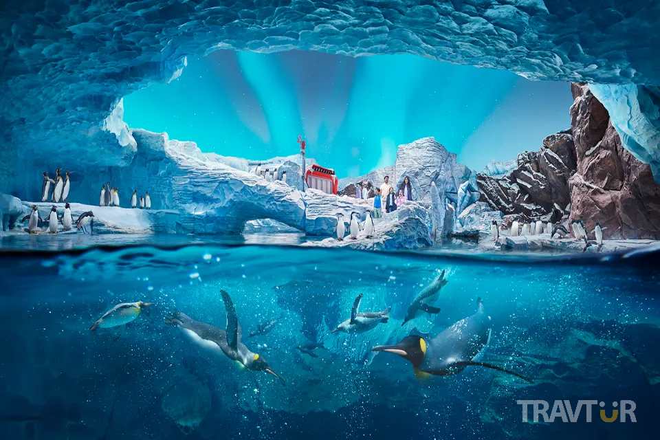 SeaWorld Abu Dhabi family experience
